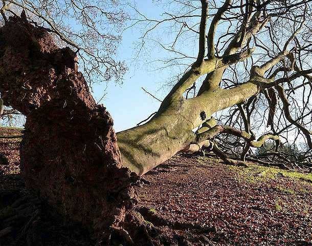 uprooted tree