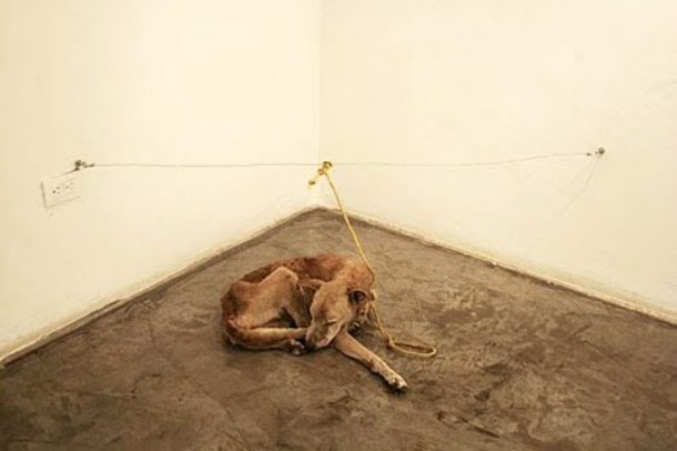 Guillermo Vargas starving dog