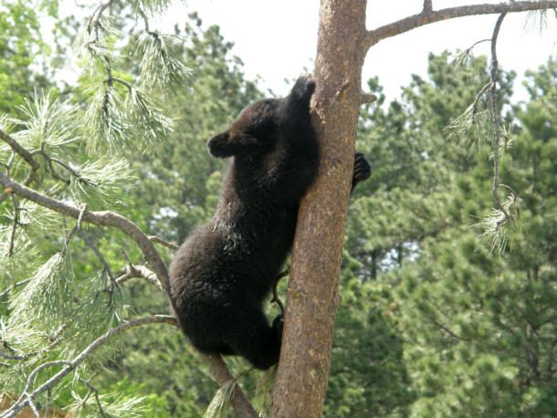 Tree_Climbing_Bear_Style