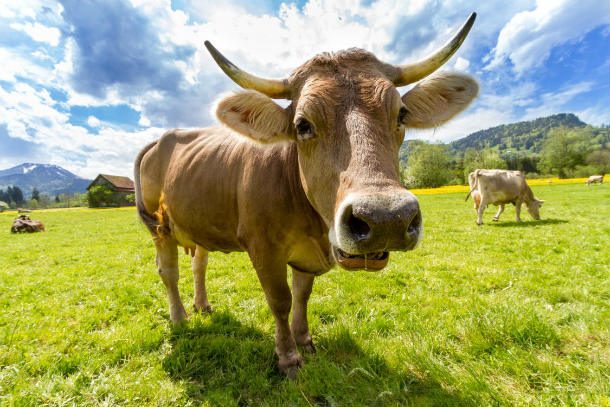 cow-pasture-animal-almabtrieb