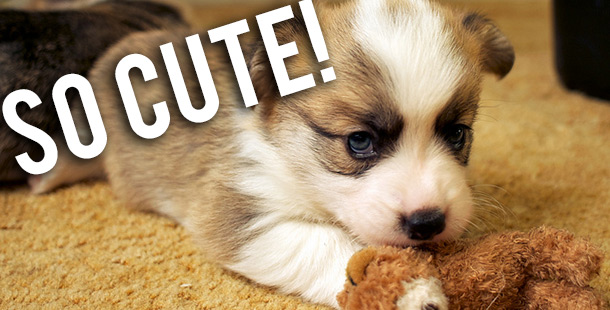 Cute puppy with the words "so cute! "
