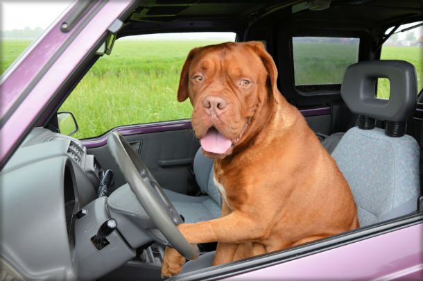 dog drive car