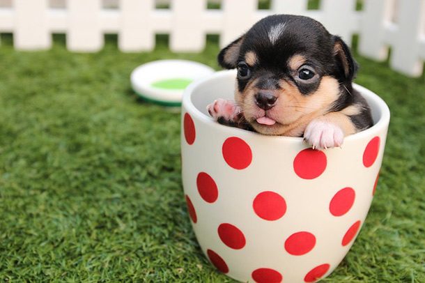 dog in a cup