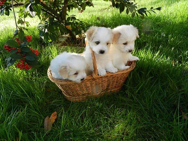 puppies basket
