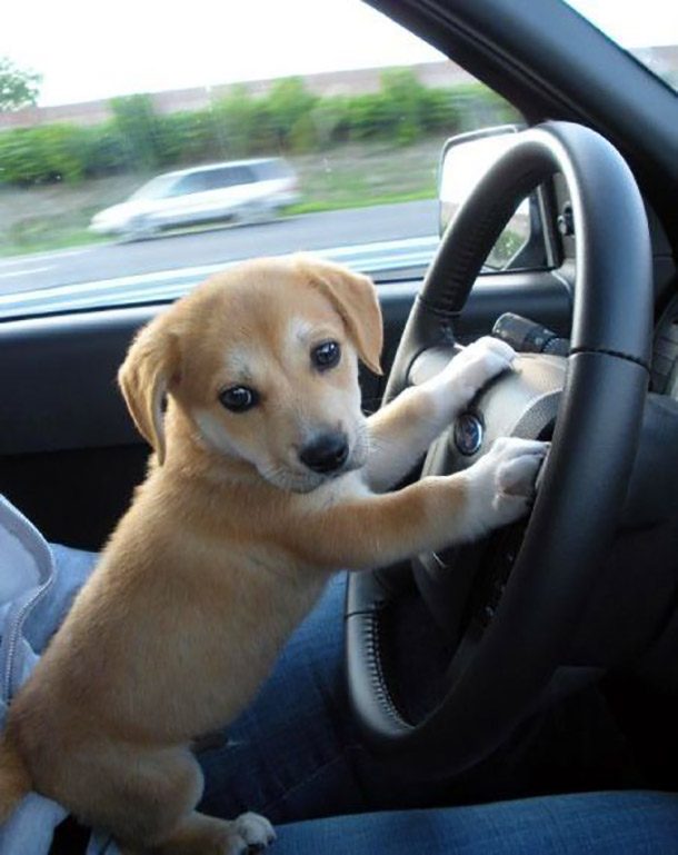 puppy driving