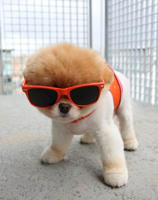 sunglasses puppy