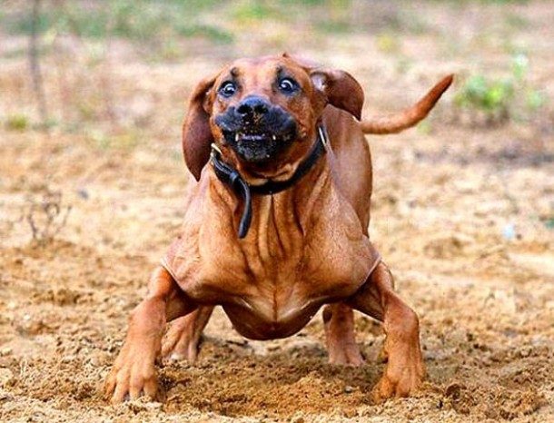 funny dog photo