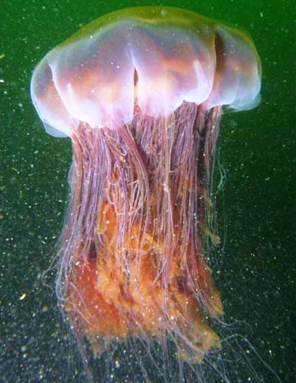 Lion´s Mane Jellyfish