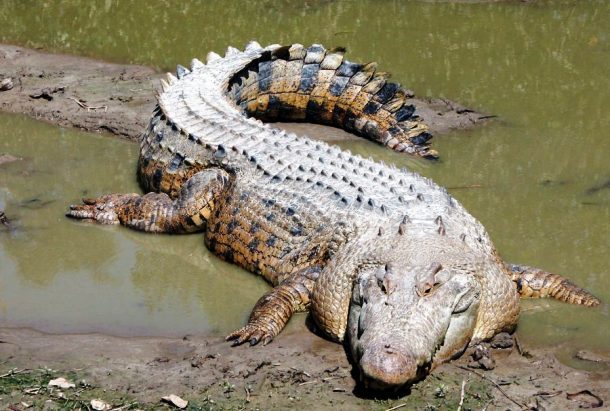 Saltwater Crocodile 