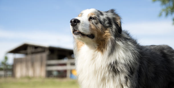 25 surprising australian shepherd facts you might not know