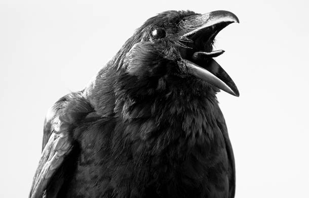 Crow in black and white