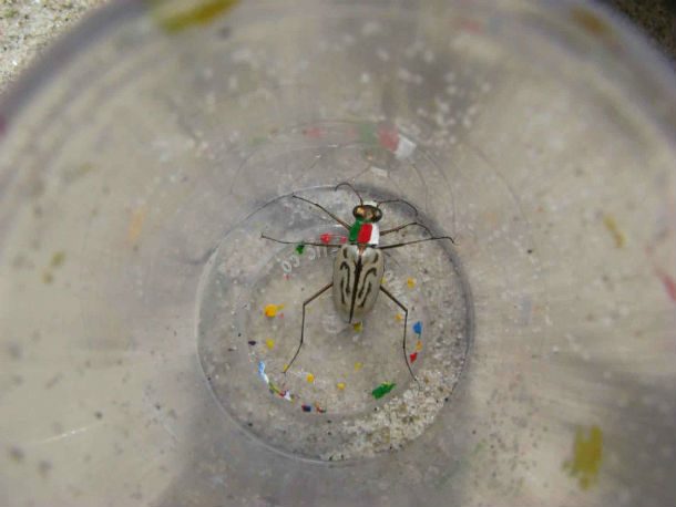 Northeastern_beach_tiger_beetle_insect_in_a_jar