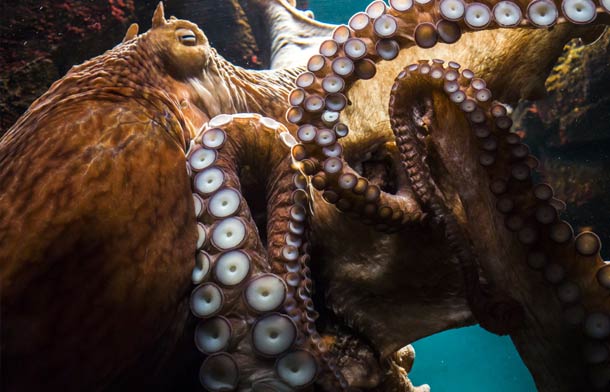 Octopus4