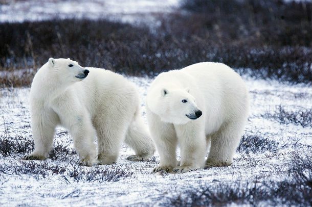 polar-bears-white