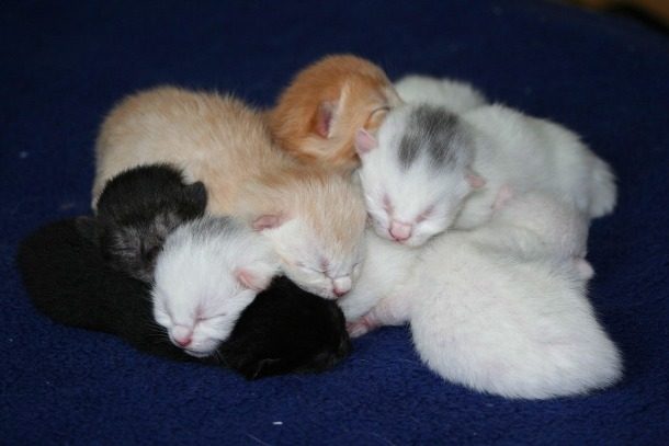 new born cat babies