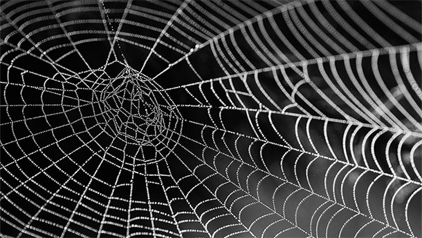 Darwin bark spiders’ silk