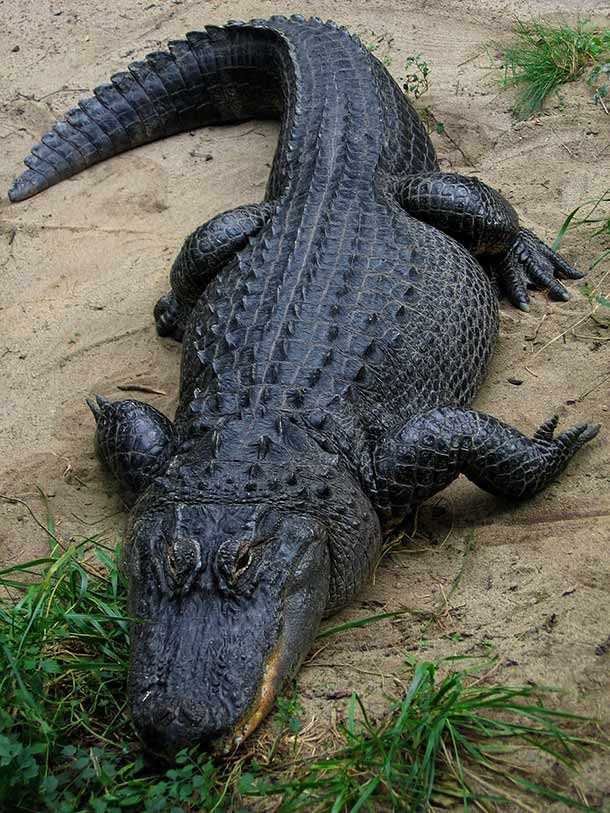 American_Alligator