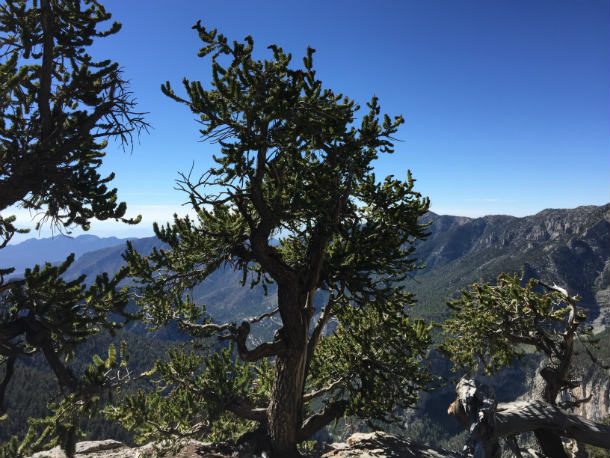 Great Bristlecone Pine