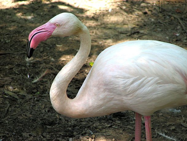 Greater_Flamingo