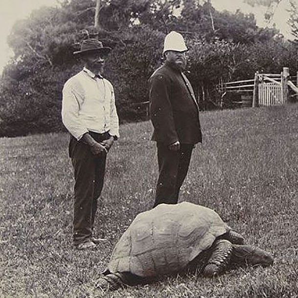 Jonathan-the-tortoise