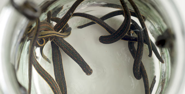 A group of snakes in a glass jar