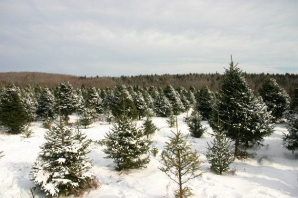 Newburgh_ME_Piper_Mountain_Christmas_tree_farm1