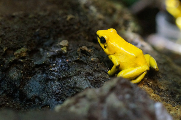 Poison-Frog-Small-Amphibian