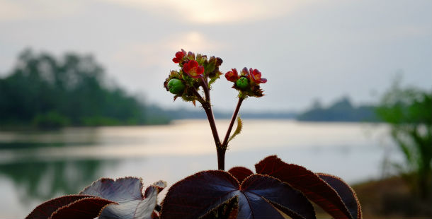 A deadliest poisons plant with red flowers
