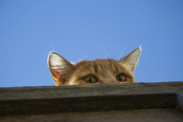 spy-cat