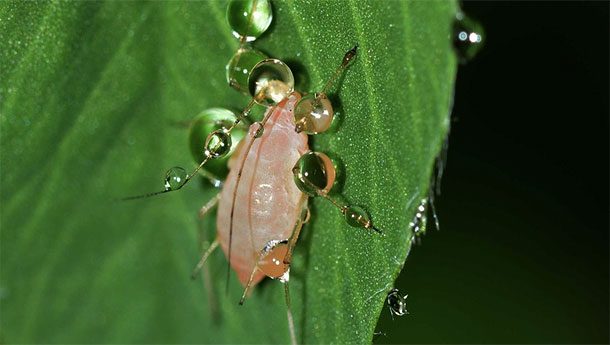 aphid