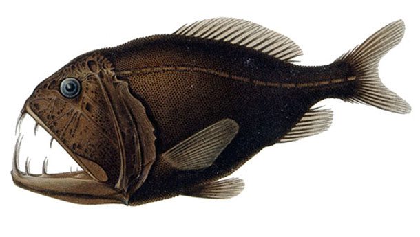 Fangtooth fish