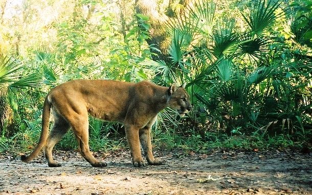 Florida Panther 
