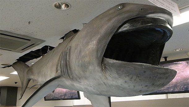 Megamouth shark