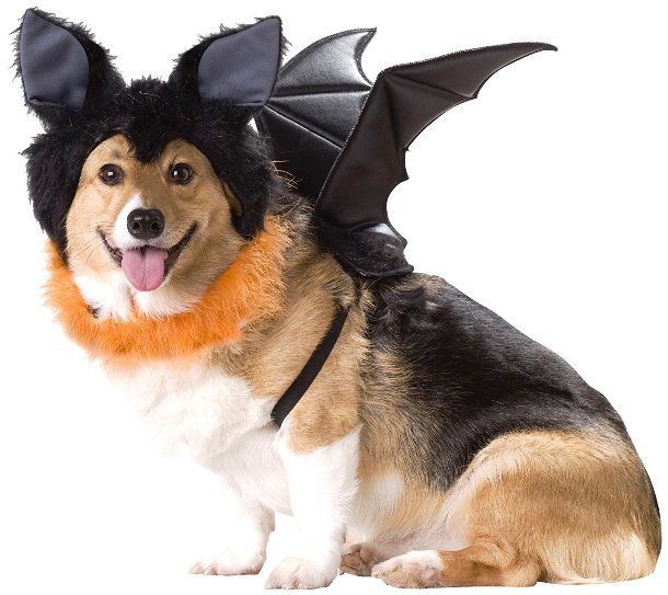 funny dog halloween costume