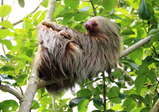 Pygmy Three-Toed Sloth