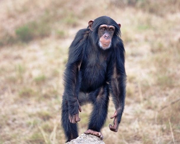 Chimpanzee in upright position