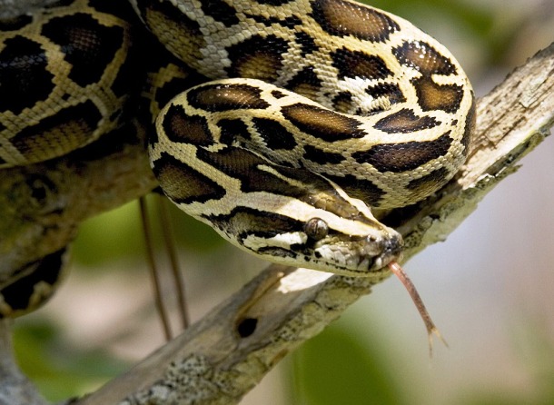  Burmese Python 