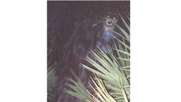 The skunk ape