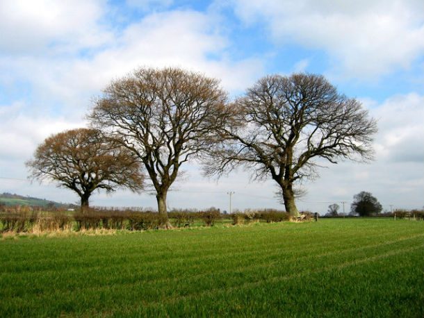 3_Trees_in_a_field_-_geograph
