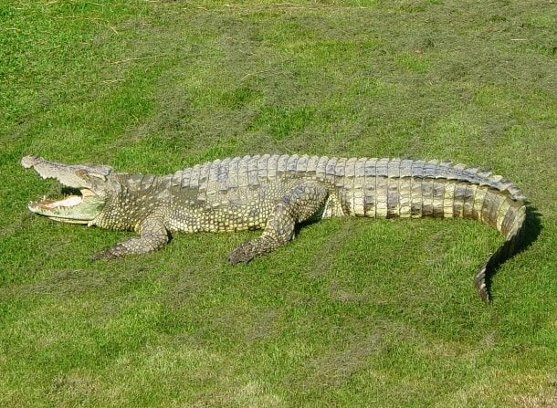 Siamese Crocodile 