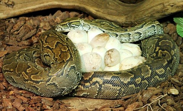 snake with eggs