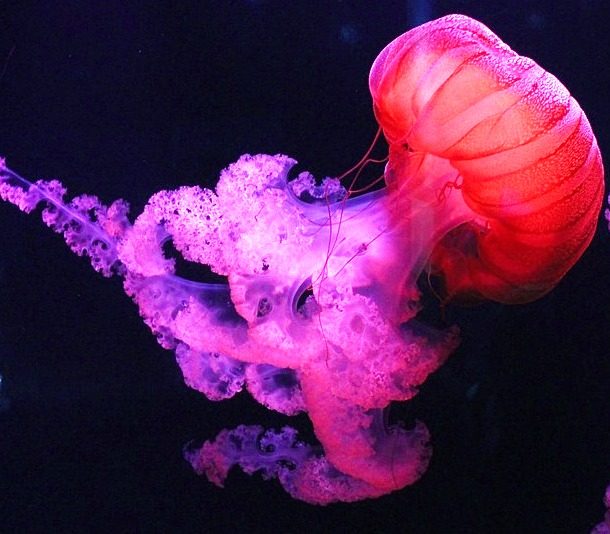 scarlet jellyfish