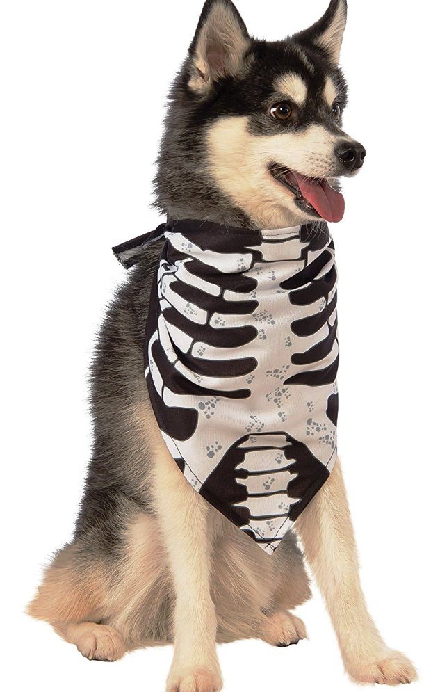 funny dog halloween costume