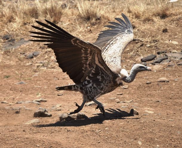 Ruppell's Vulture 