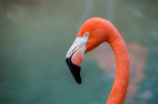 American_Flamingo_-_Phoenicopterus_ruber