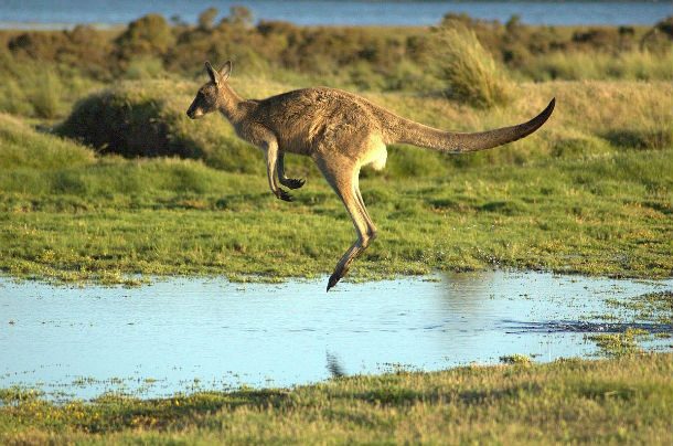 Flying-kangaroo
