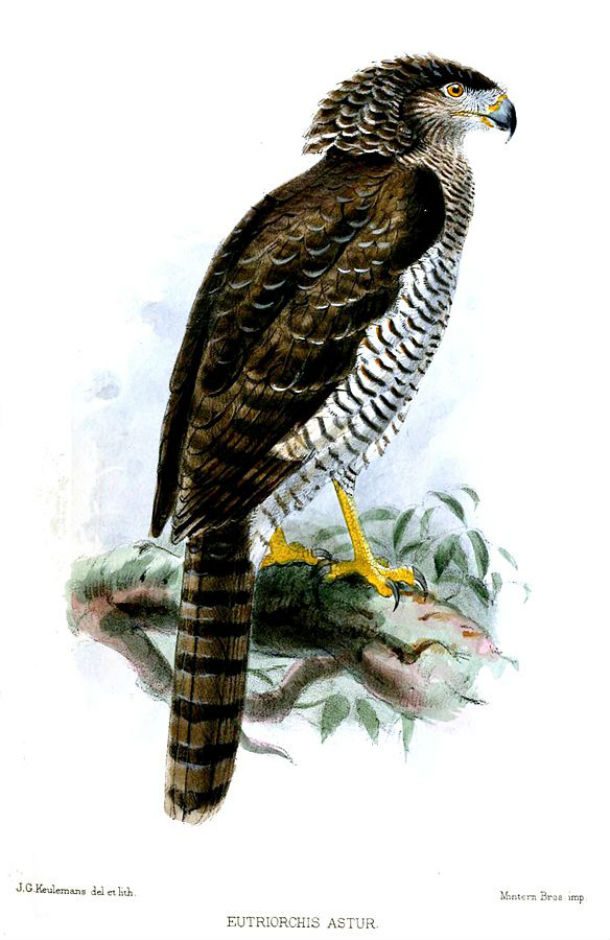 Madagascar Serpent Eagle