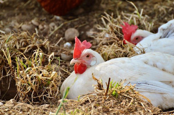 Poultry-Pinnate-Chicken-Egg-Free-Range-Hen-Farm
