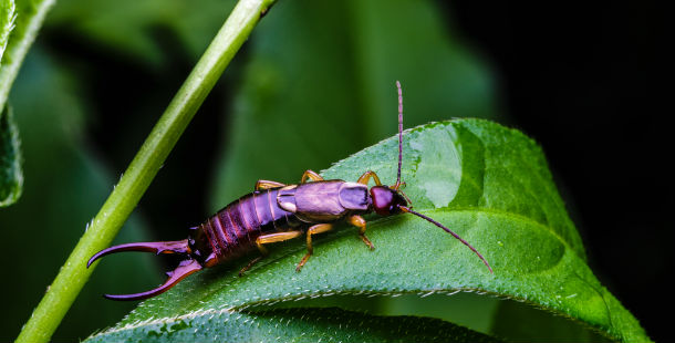 25 Super Cool Facts About Earwigs You Probably Didn't Know
