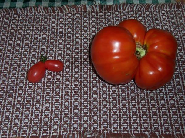 mutant tomatoes